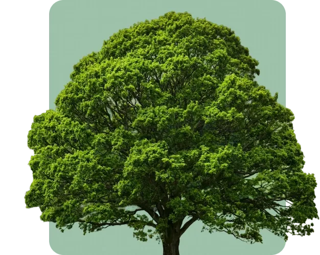 Leafy oak tree representing Tennessee Roots Tree Company