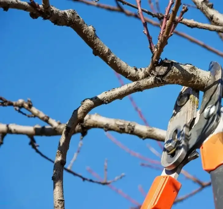 cut branches leaveless