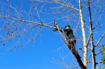 Man on top of a branch holding a chainsaw