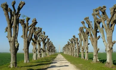 Path of trees with thick trunks and leafless branches