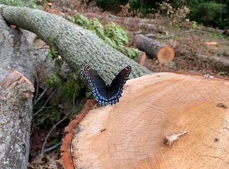 A butterfly on top of a stump