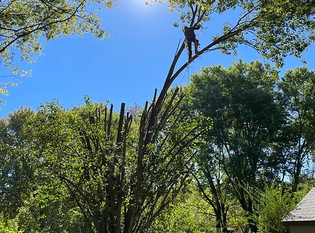 One of our team members cutting a tree