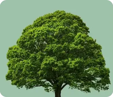 Leafy oak tree representing Tennessee Roots Tree Company on mobile