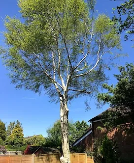 Man on top of a tree cutting dry branches