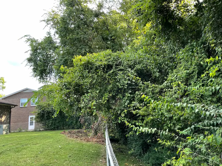 Specialized Land Clearing