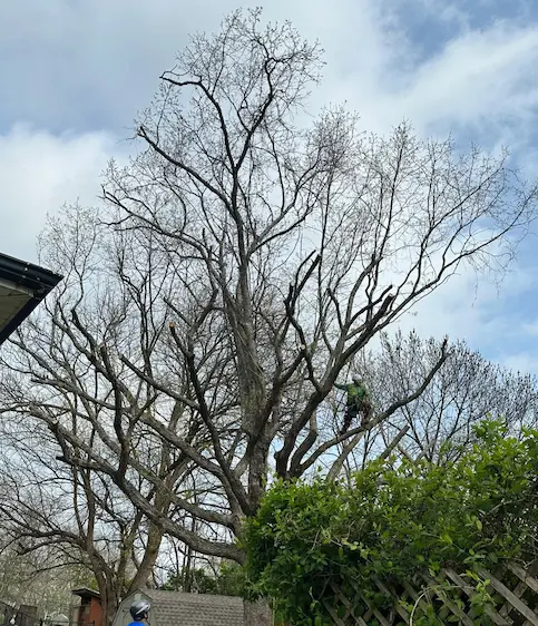 Ensuring Urban Tree Stability