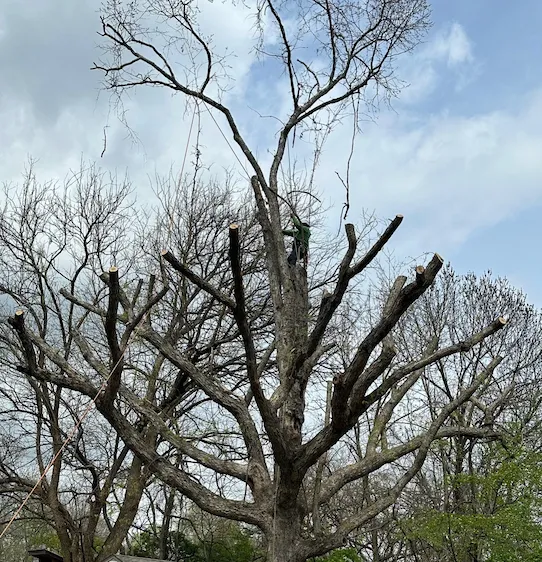 Ensuring Urban Tree Stability