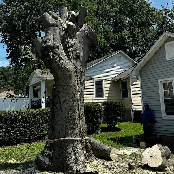 Tree cutting process